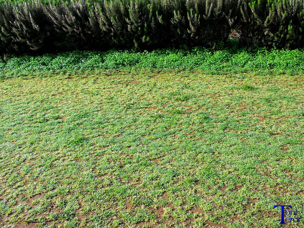 Hierba en la pista