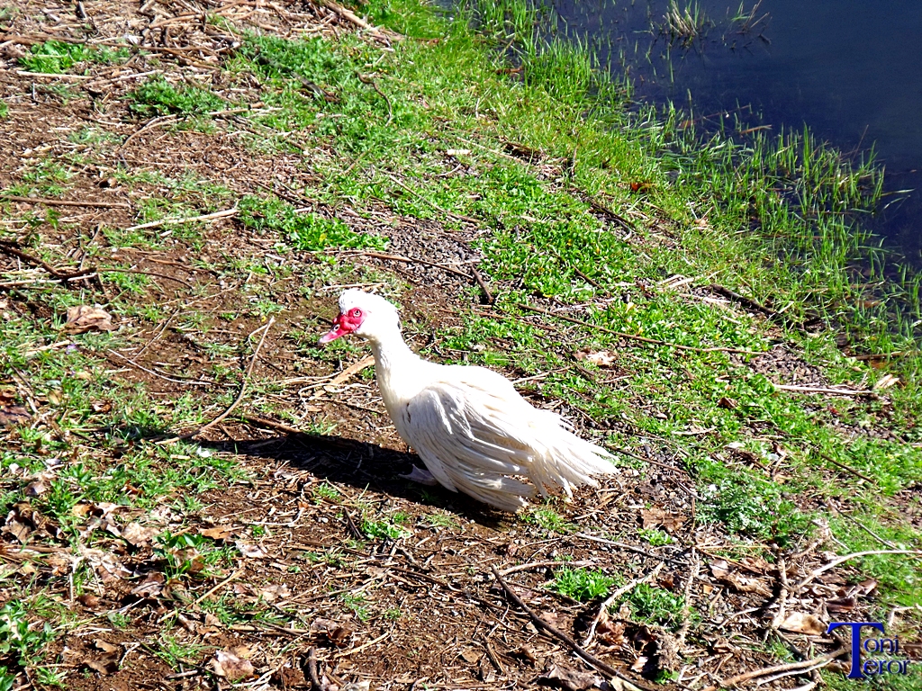 Pato blanco por la orilla