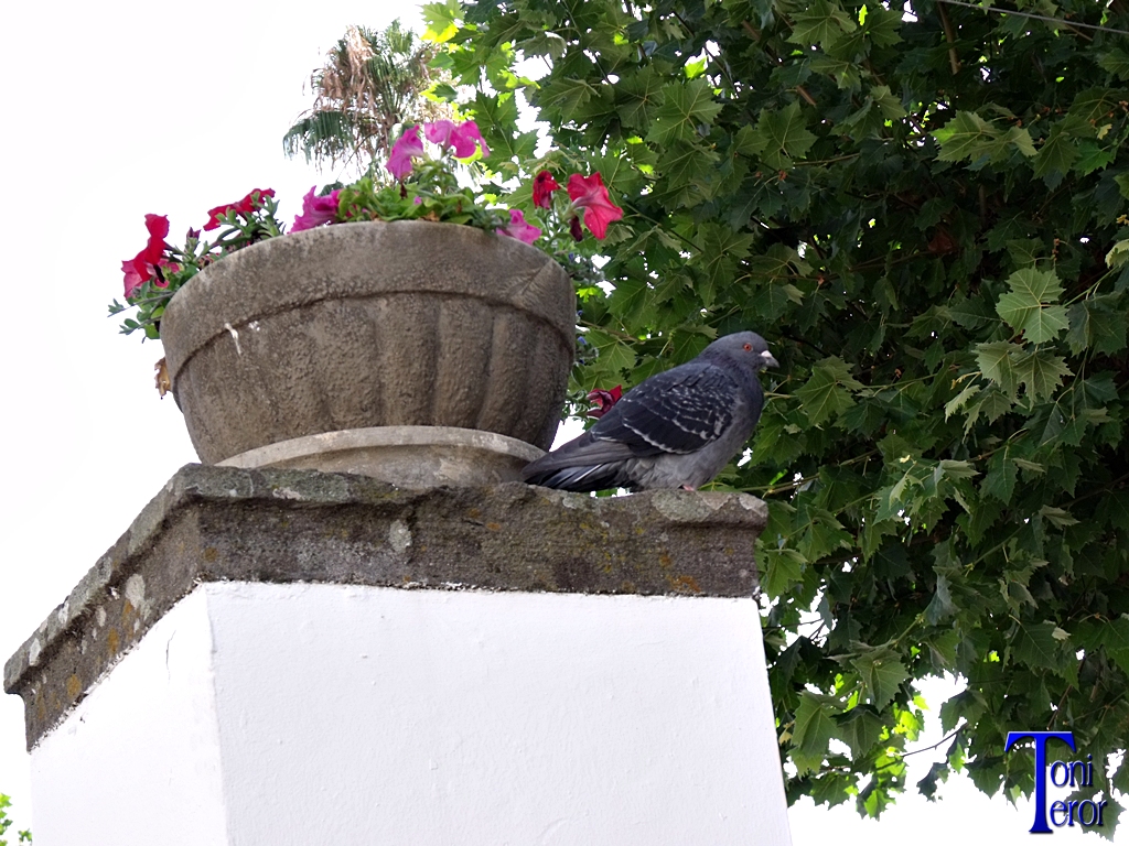 Paloma al lado de una maceta