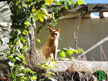 Gato asomado