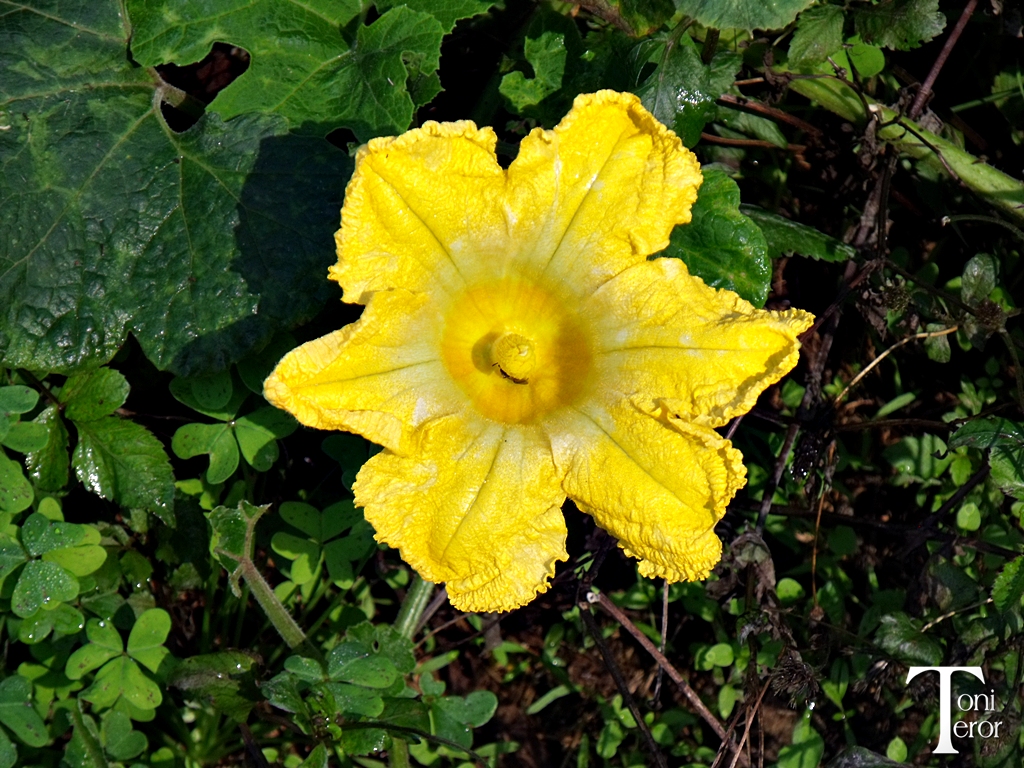 Una flor amarilla