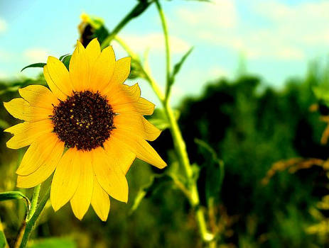 Sunny SunFlower