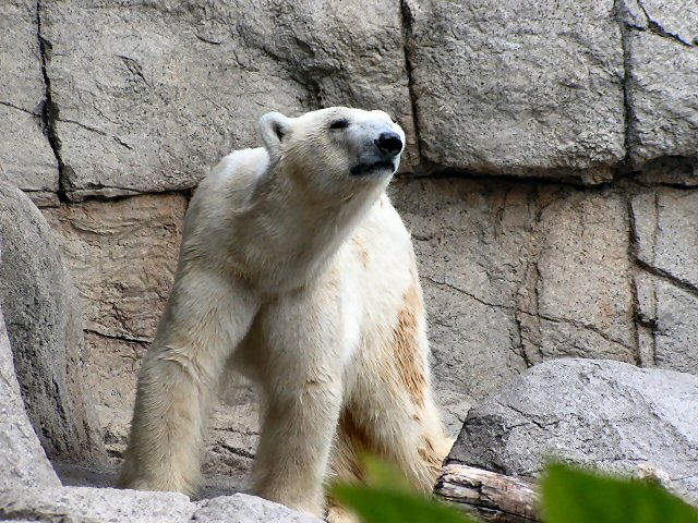 Polar Bear Pie