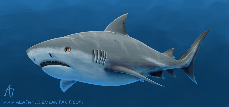 Bull Shark