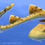 Epaulette Shark