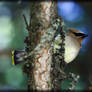 CedarWaxwing posing