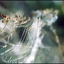 Gossamer 2