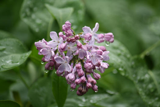 Flower after rain