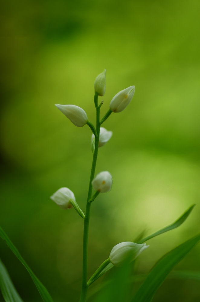 cephalanthera longofolia