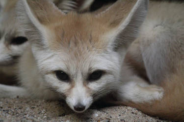 Fennec 3