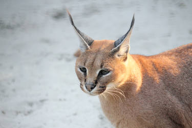 Caracal in the evening sun