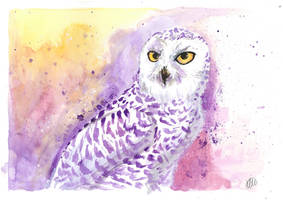 Watercolour - Snowy Owl