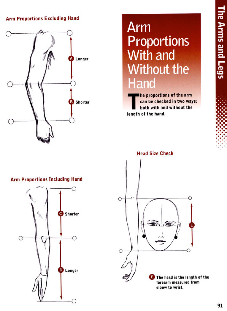 Proportions - Arms by Christopher-Hart