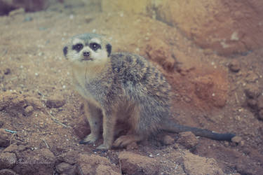 Little Meerkat