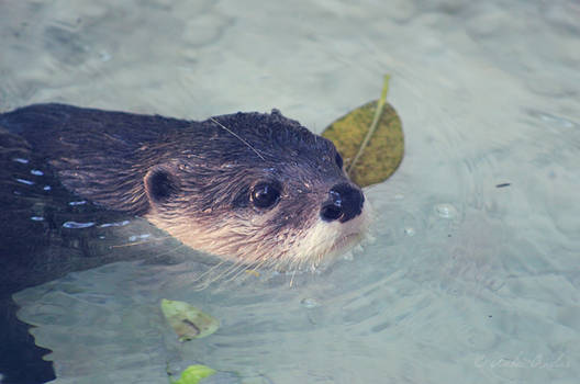 Otter