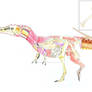 Qianzhousaurus sinensis Anatomy