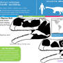 Aardonyx celestae skeletal skull