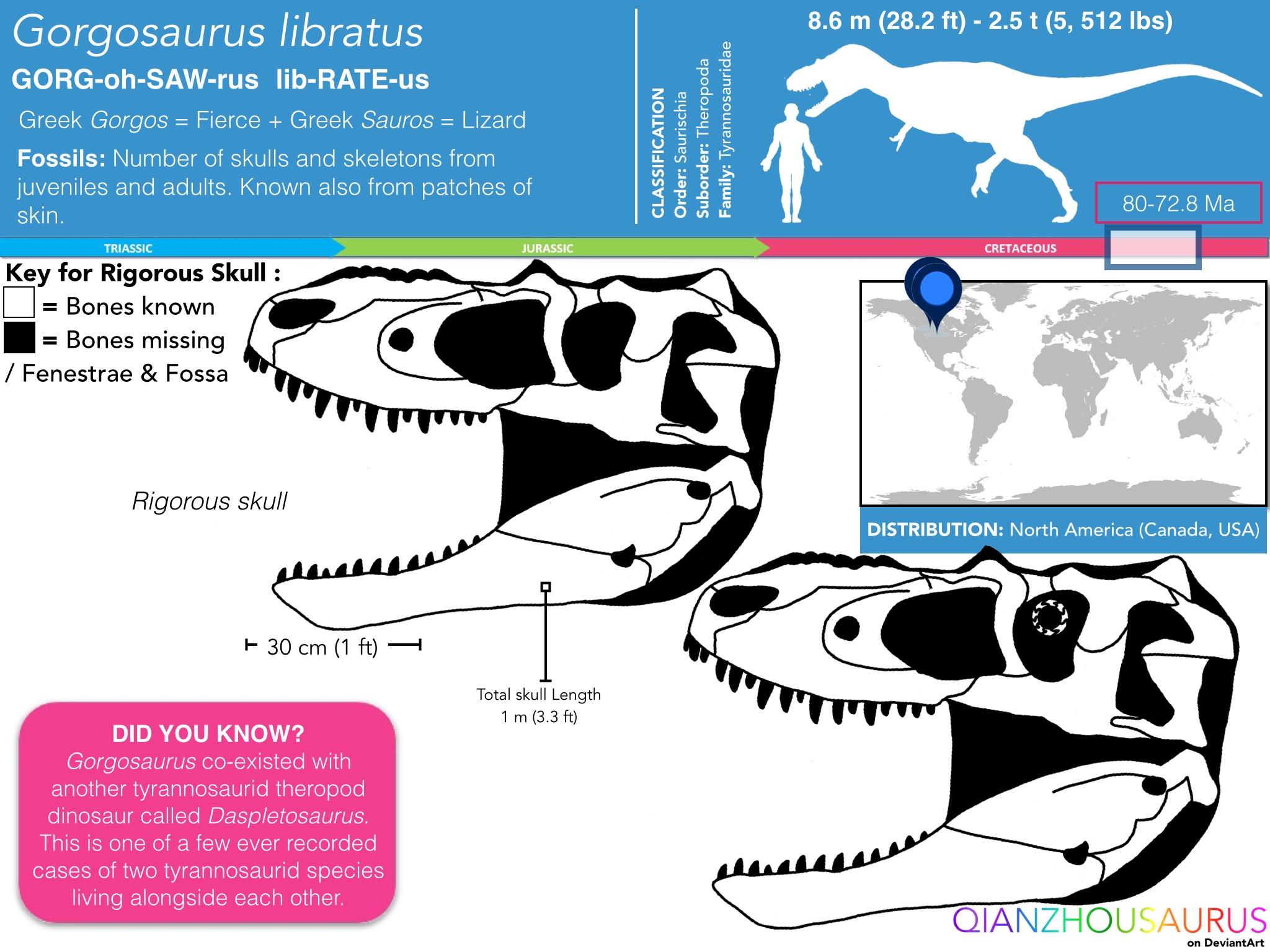 Gorgosaurus libratus skull skeletal by Qianzhousaurus on DeviantArt