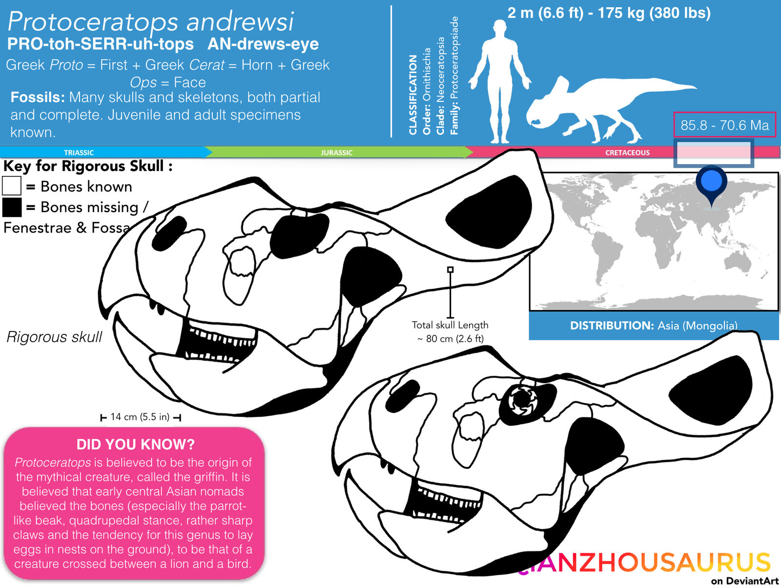 Protoceratops andrewsi skull skeletal by Qianzhousaurus on DeviantArt