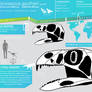 Incisivosaurus gauthieri skeletal infographic
