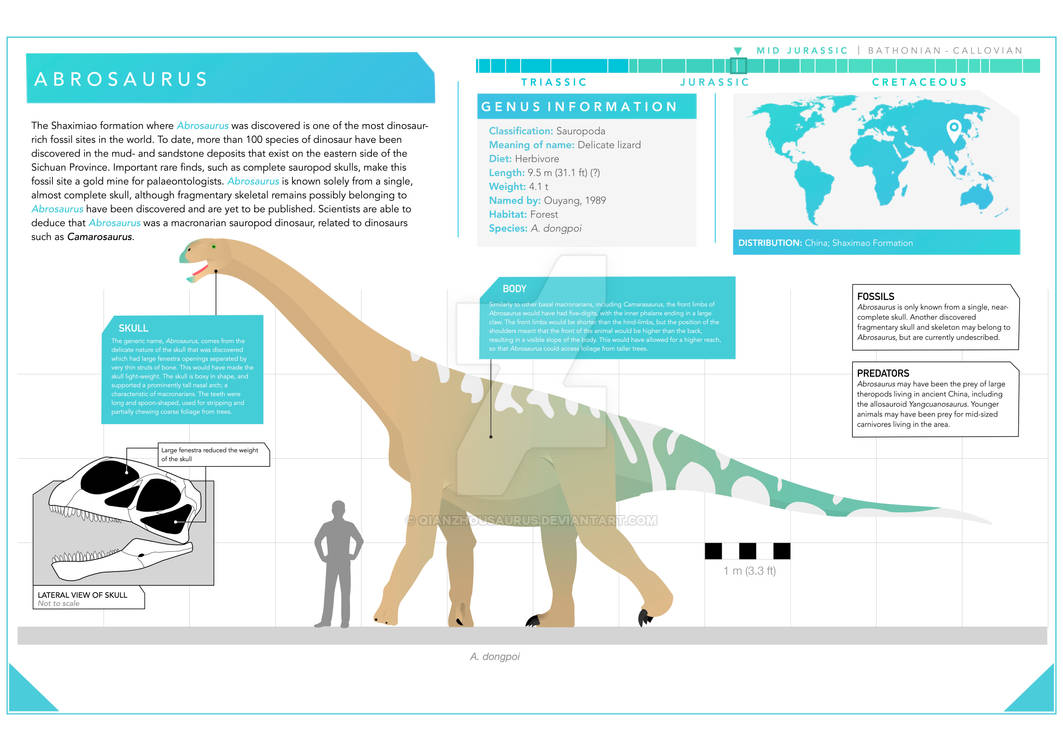 Abrosaurus Infographic By Qianzhousaurus On DeviantArt abrosaurus-infographic-by-qianzhousaurus-on-deviantart