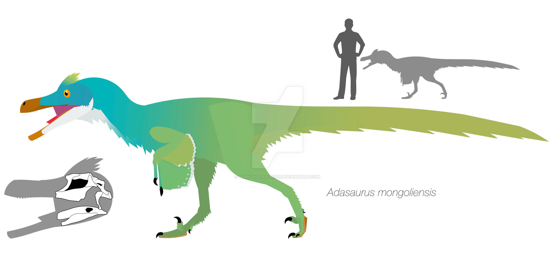 Agasaurus Adasaurus mongoliensis by Qianzhousaurus on DeviantArt