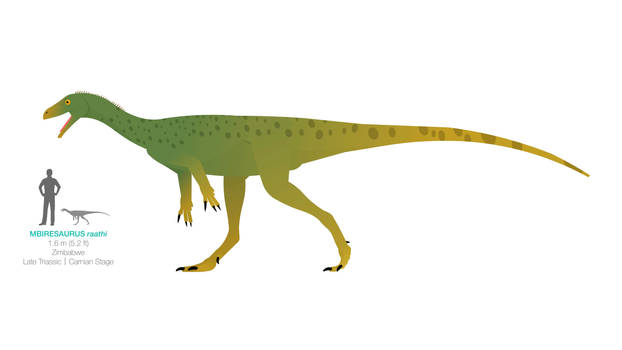 Mbiresaurus raathi
