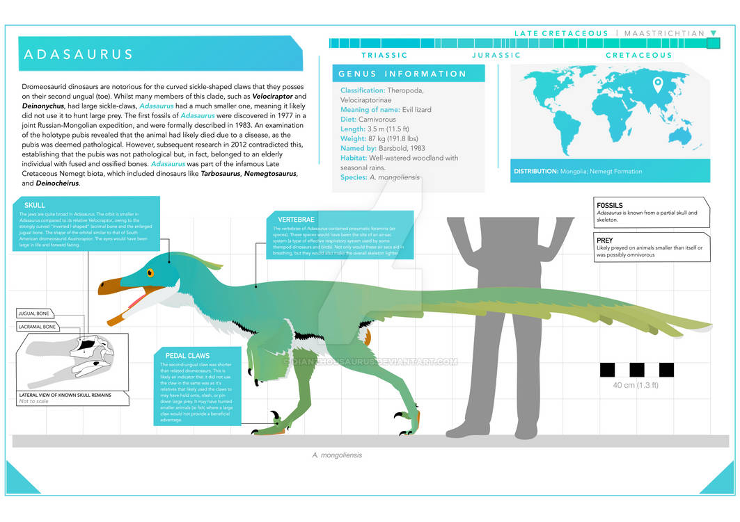 Agasaurus Adasaurus infographic by Qianzhousaurus on DeviantArt