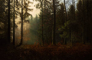 Autumnal Dawn in the Forest