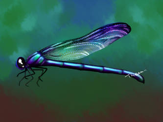 Dragonfly- Drawing
