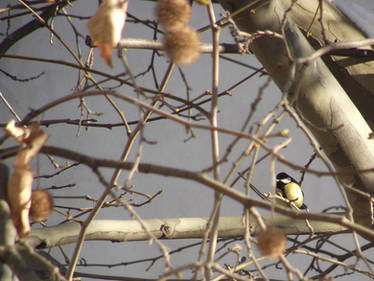 Parus major