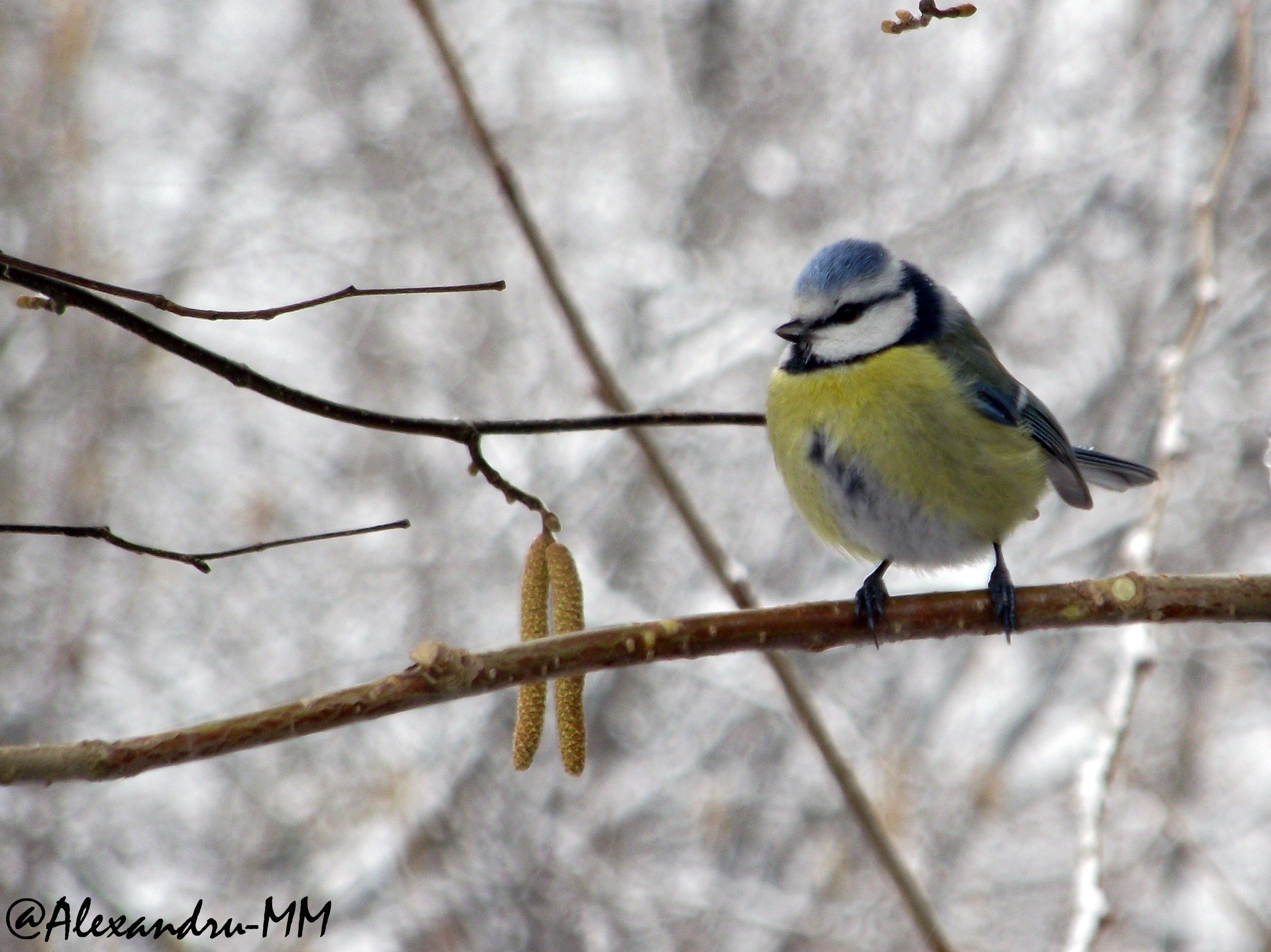 Parus caeruleus