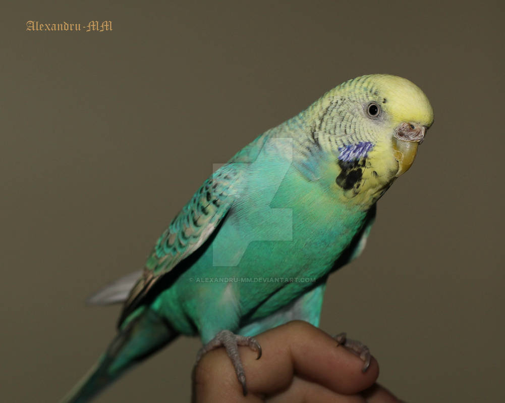 My parrot :D