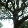 ancient oak at the graveyard