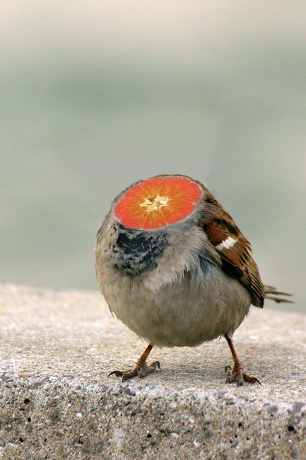 Bird without a head by mprox on DeviantArt Bird without a head by mprox on DeviantArt