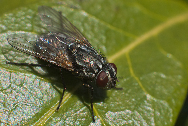 Fly closeup