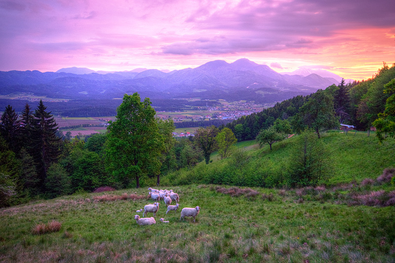 Evening Herdsman