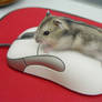 Hammie on Mouse