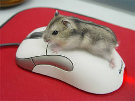 Hammie on Mouse