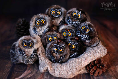 Little owlets