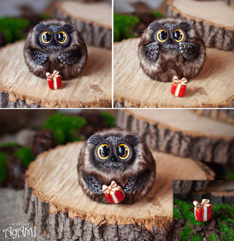 Owlet with a gift