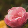 pink rose