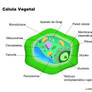 Vegetal cell