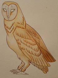 barn owl tattoo wip