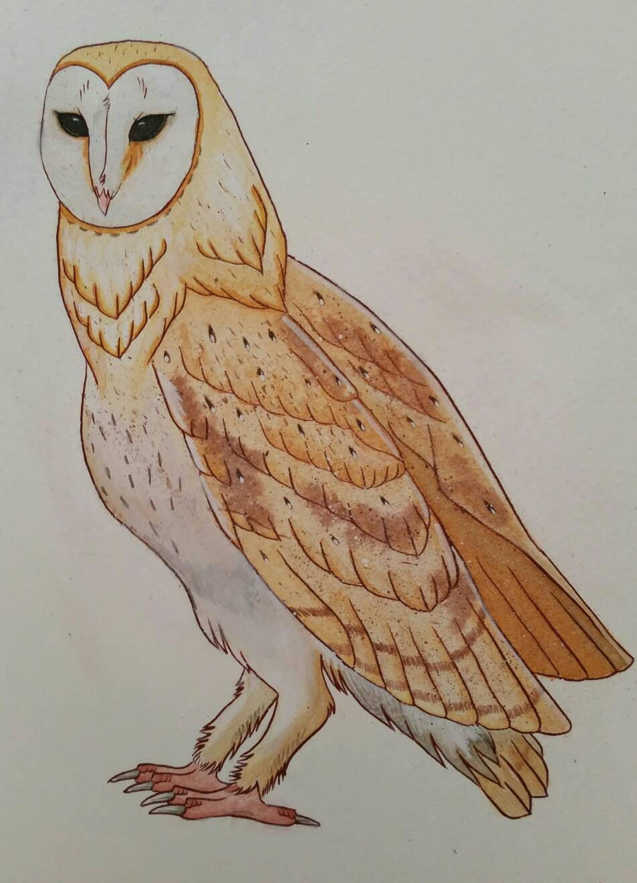 barn owl tattoo design