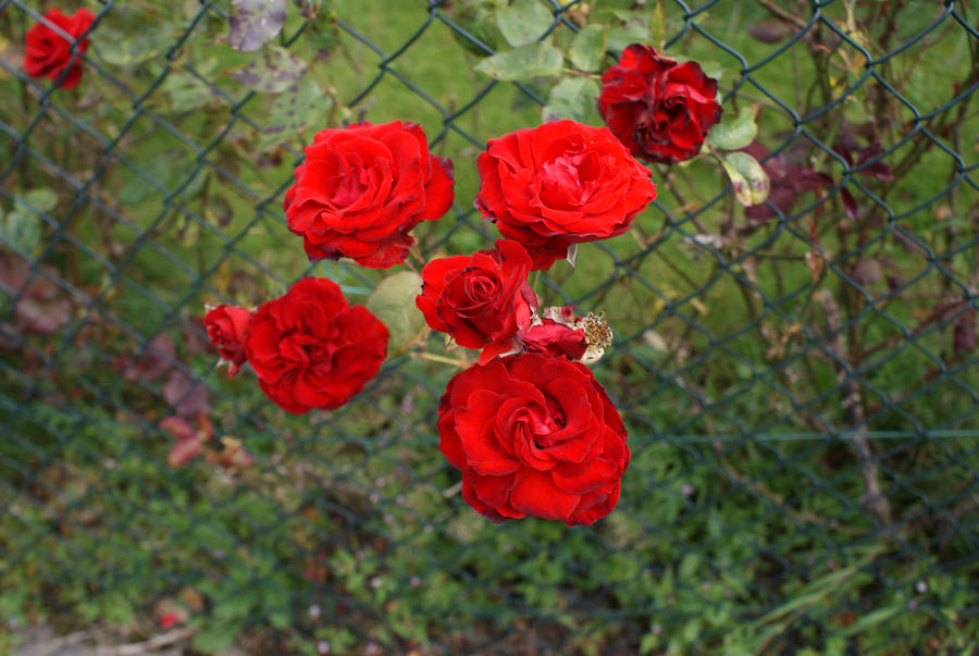 Blood Red Roses by Emotional-Leper on DeviantArt