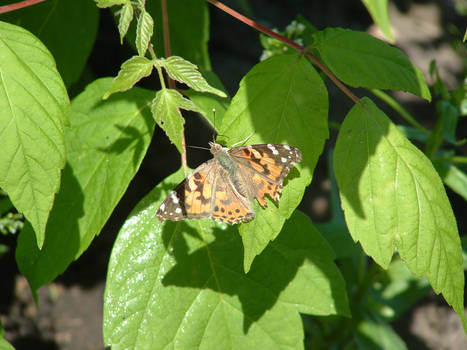 Painted Lady