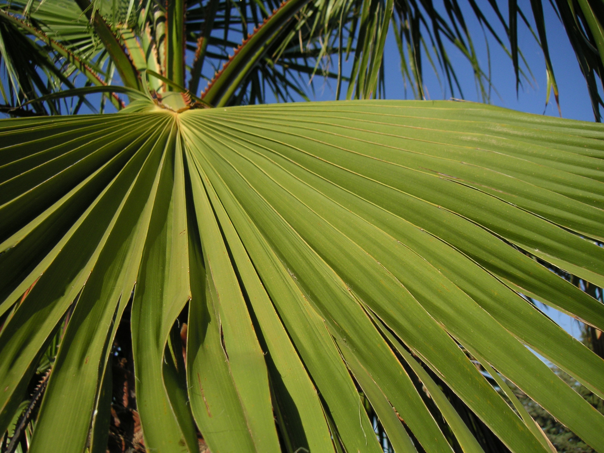 palm palm emphatic palm