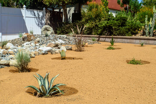 DLS Desert Drought Tolerant Resistant Service