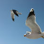 Seeing seagulls